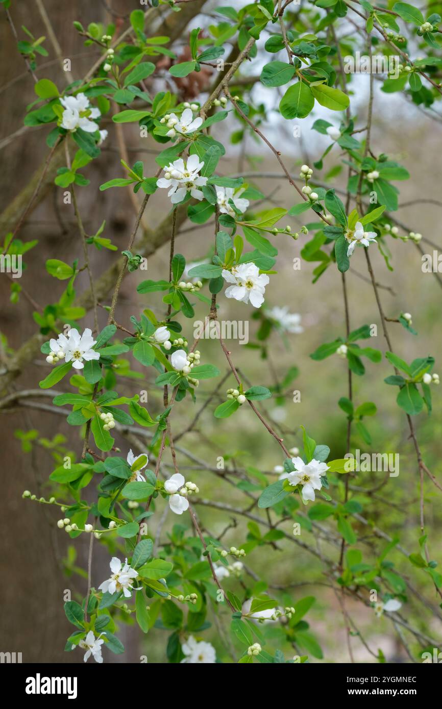 Exochorda × macrantha la mariée, perle la mariée, fleurs blanches en courtes racèmes au printemps Banque D'Images