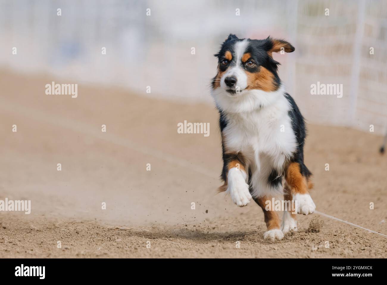 Miniature American Shepherd Running Lure course Sprint Dog Sport Banque D'Images