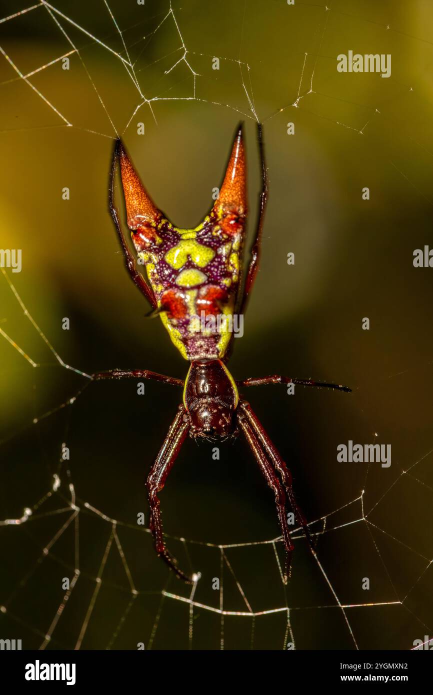Micrathena, connu sous le nom de tisseuses orbières à épines, est un genre d'araignées de tisserands orbes. Réserve de faune Curu, Costa Rica faune. Banque D'Images