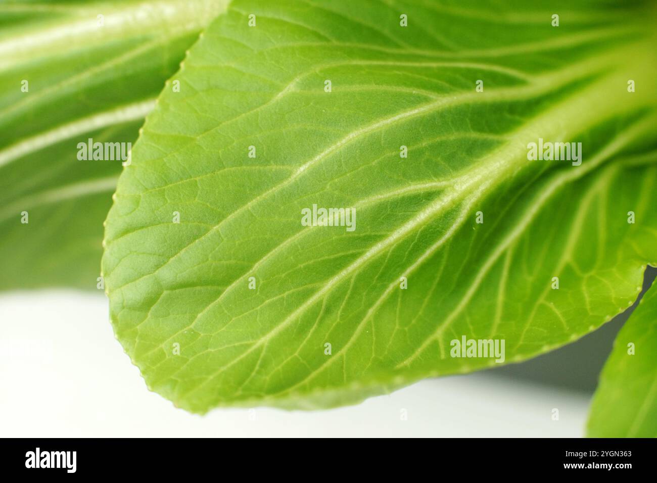 Super gros plan d'une feuille de PAC Choi mettant en valeur son délicat veinage vert. La couleur est un vert éclatant. Les éléments d'arrière-plan sont flous. Texture détaillée Banque D'Images