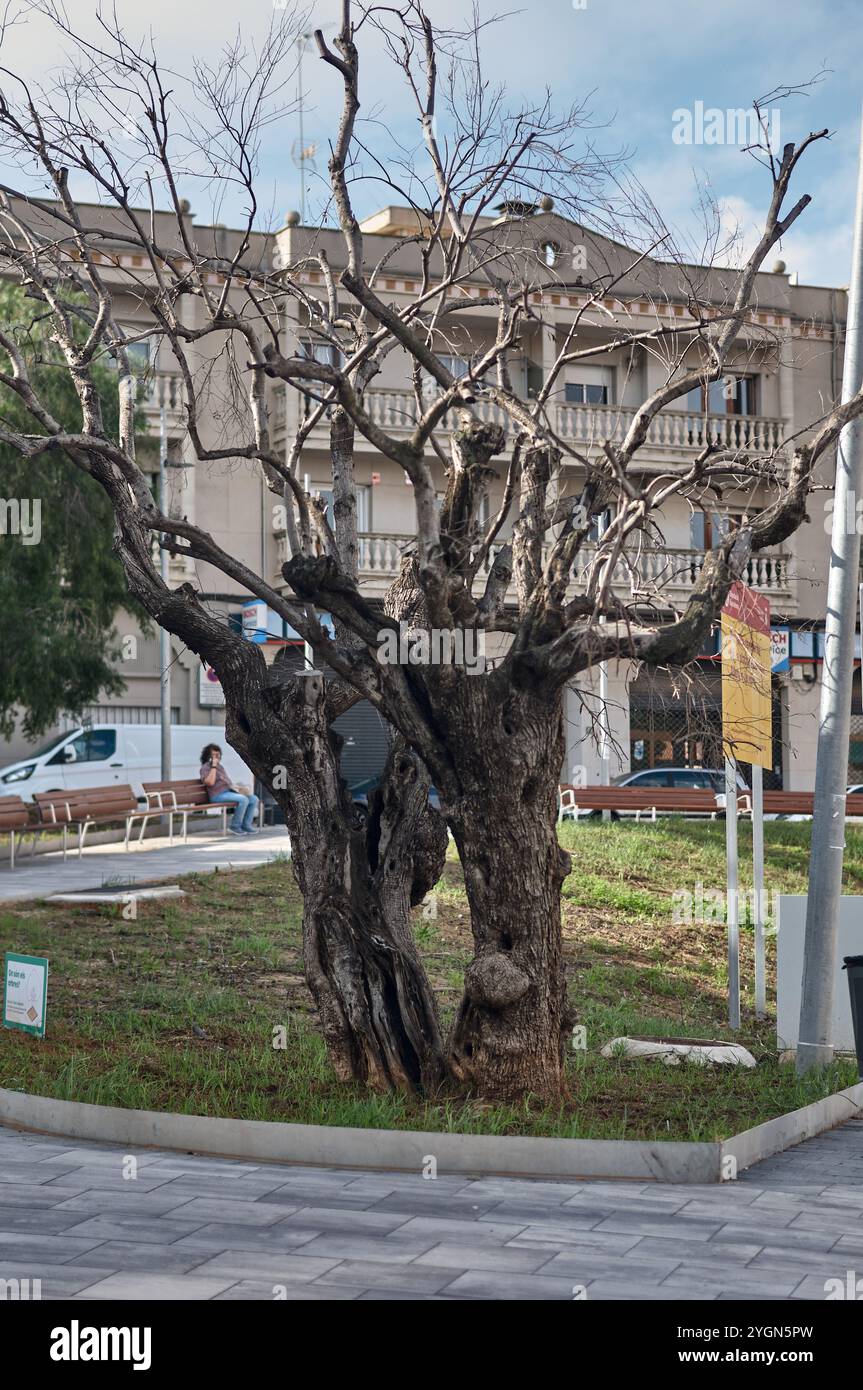 Viladecans. Espagne - 08 novembre 2024 : image d'un olivier ancien dans un cadre ensoleillé, mettant en valeur son écorce et son feuillage, capturant l'essence de l Banque D'Images