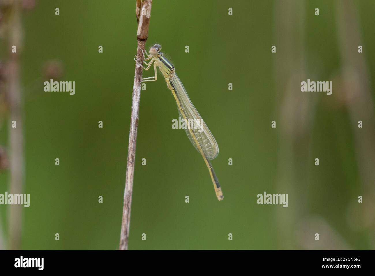 Rare Damselfly à queue bleue ou petit Bluetip ou petit mâle immature à queue bleue - Ischnura pumilio Banque D'Images