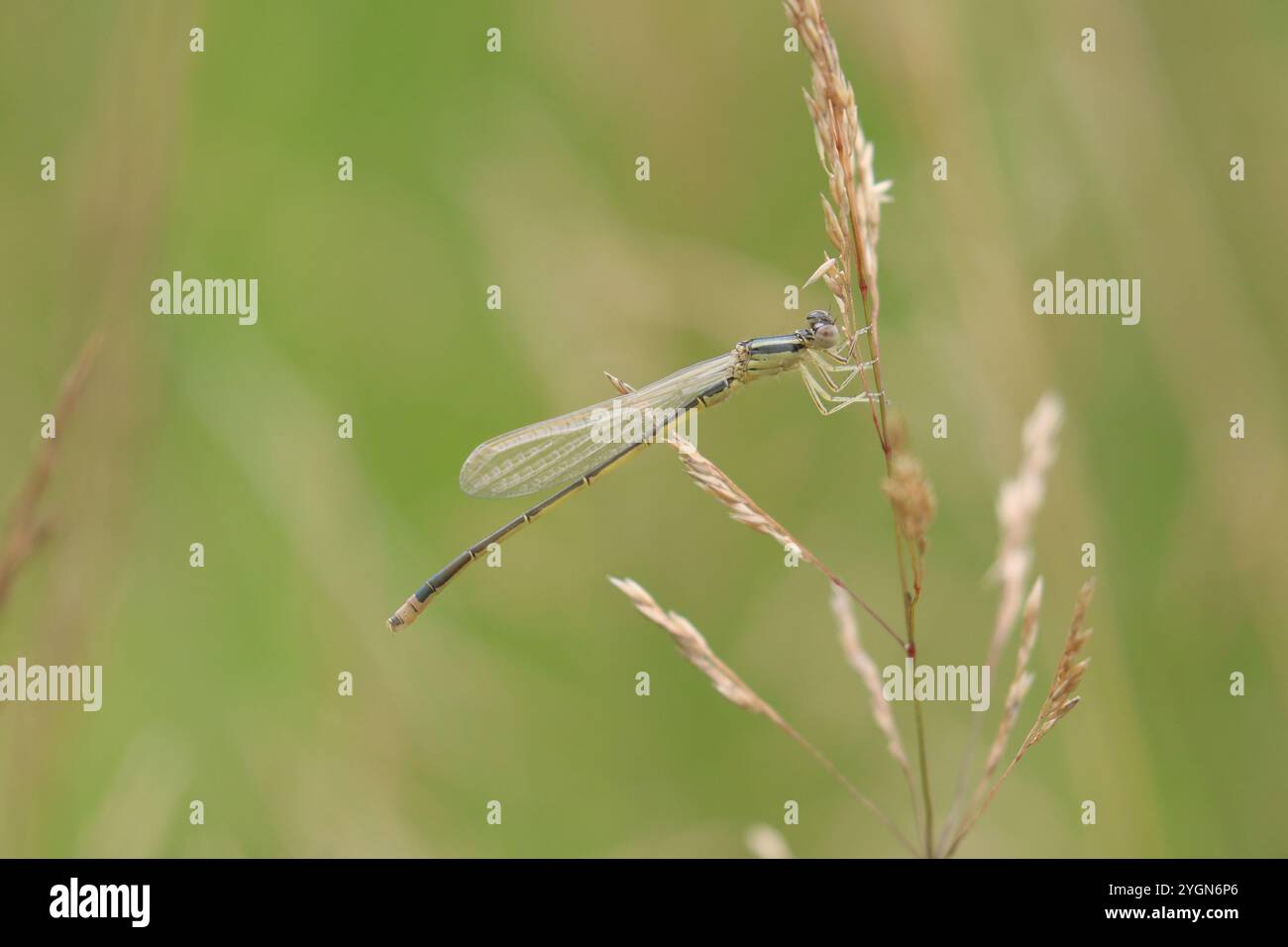 Rare Damselfly à queue bleue ou petit Bluetip ou petit mâle immature à queue bleue - Ischnura pumilio Banque D'Images