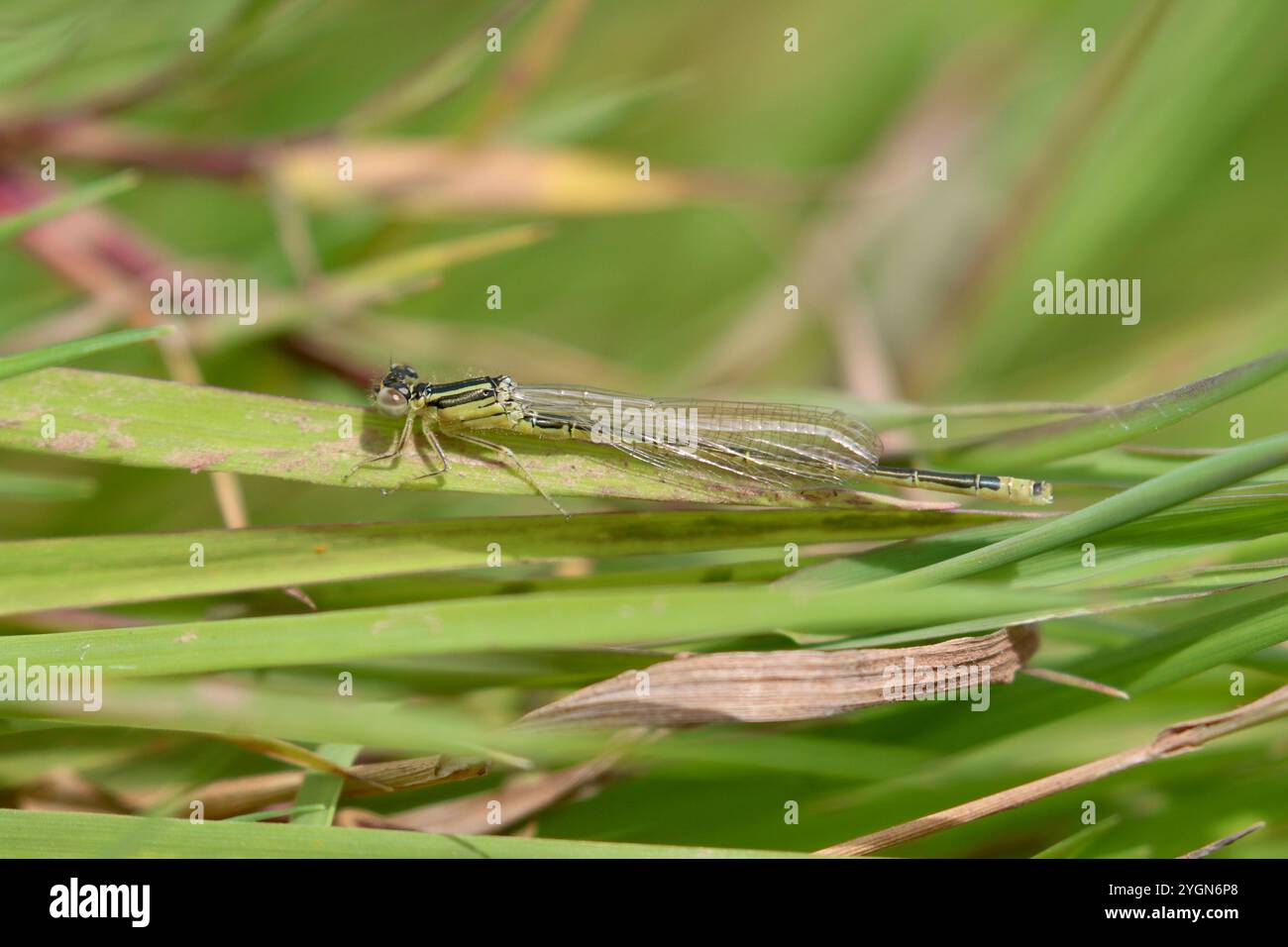 Rare Damselfly à queue bleue ou petit Bluetip ou petit mâle immature à queue bleue - Ischnura pumilio Banque D'Images
