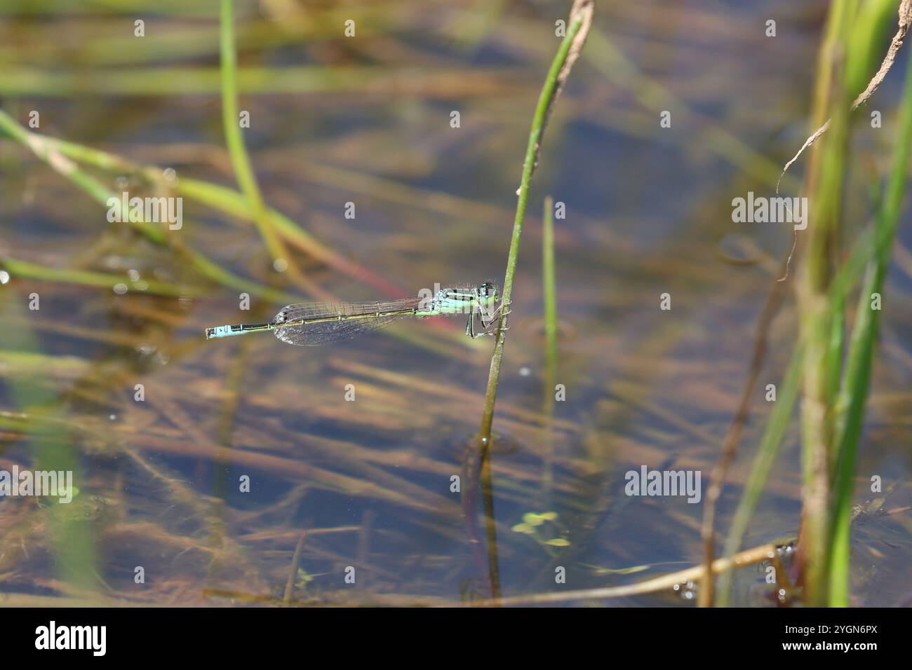 Rare Damselfly à queue bleue ou petit Bluetip ou petit Bluetail mâle - Ischnura pumilio Banque D'Images