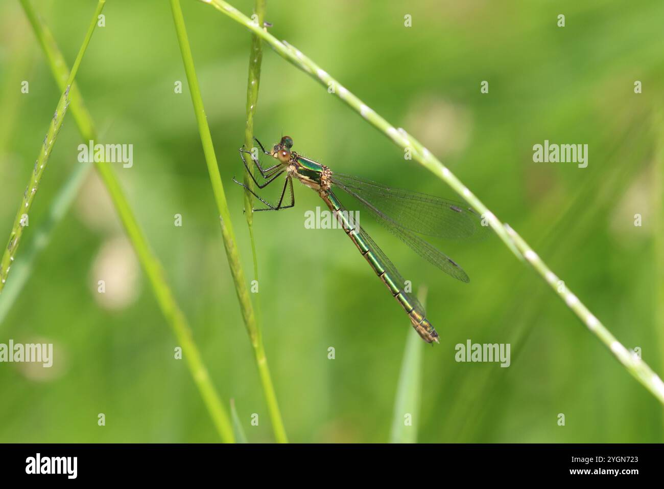 Rare Emerald Damselfly ou Robust Spreadwing ou Turlough Spreadwing femelle - Lestes dryas Banque D'Images