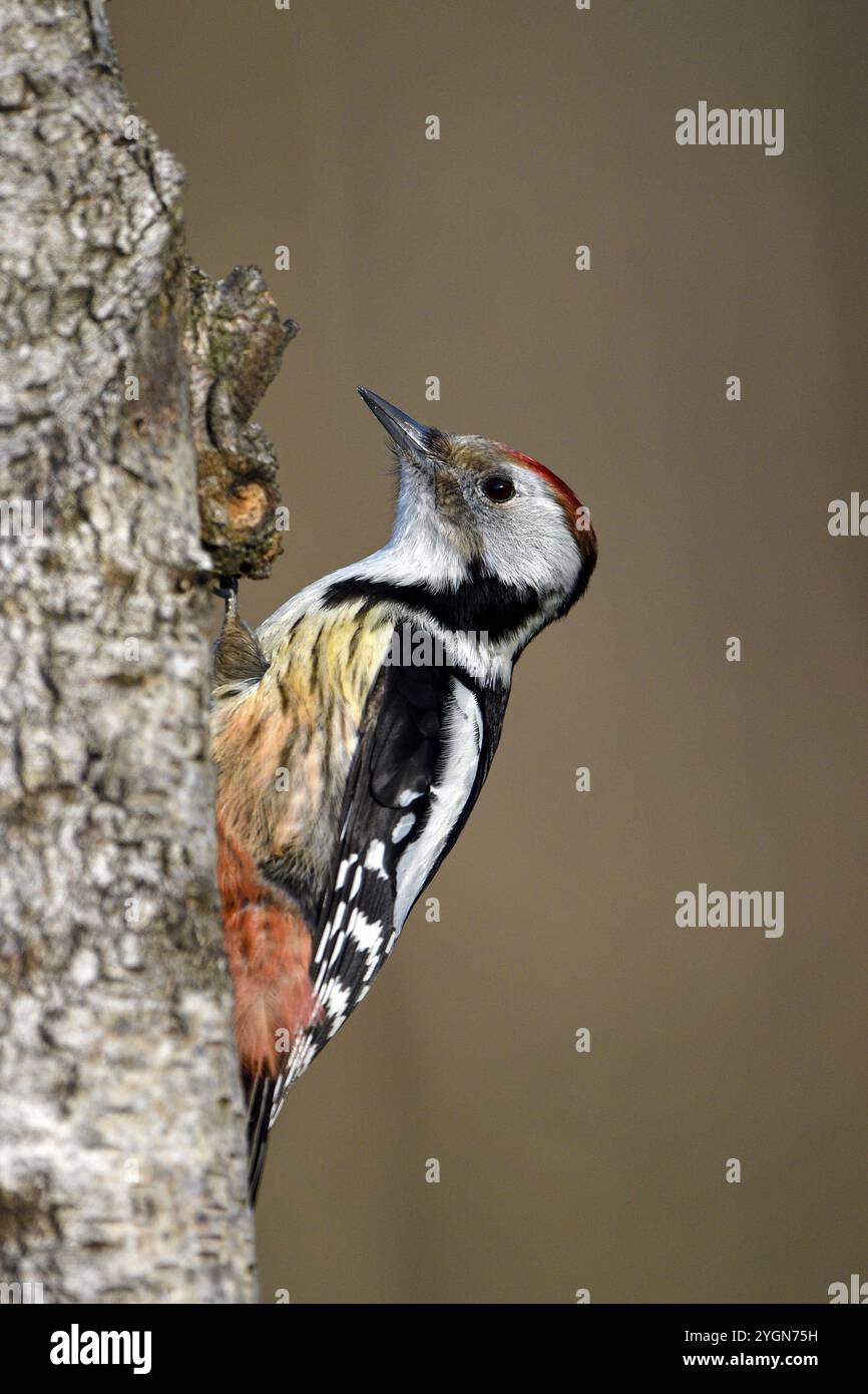Pic tacheté moyen (Dendrocopos medius), réserve naturelle de Dingdener Heide, Rhénanie du Nord-Westphalie, Allemagne, Europe Banque D'Images