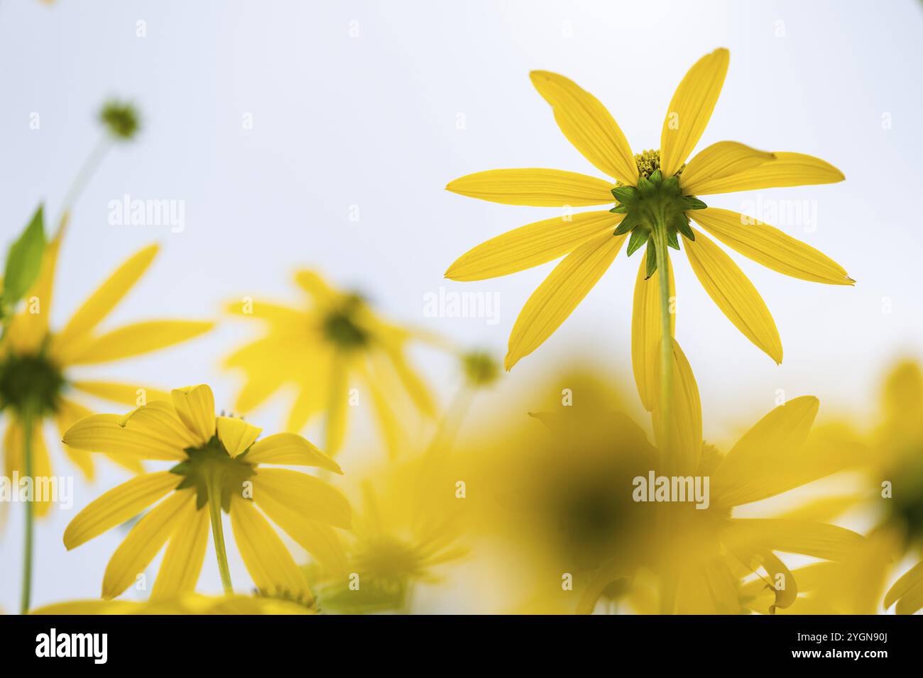 Rudbeckia fulgida (Rudbeckia fulgida), macro photographie d'une fleur jaune sur un ciel d'été lumineux, jardins botaniques royaux (jardins de Kew), UNESCO WO Banque D'Images