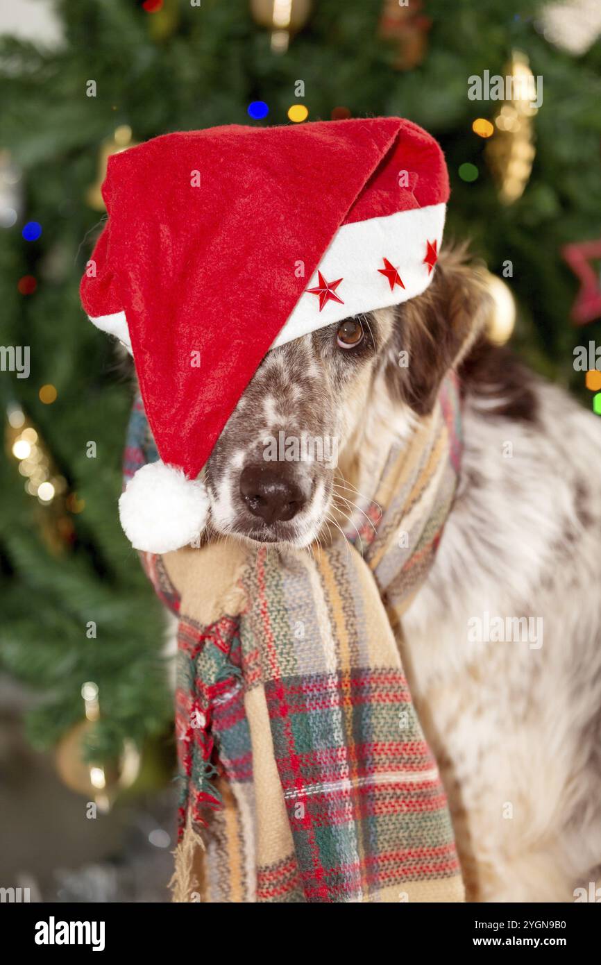Joyeux Noël et bonne carte du nouvel an, grand chien mixte est assis dans le chapeau et le foulard du Père Noël près de l'arbre de Noël Banque D'Images
