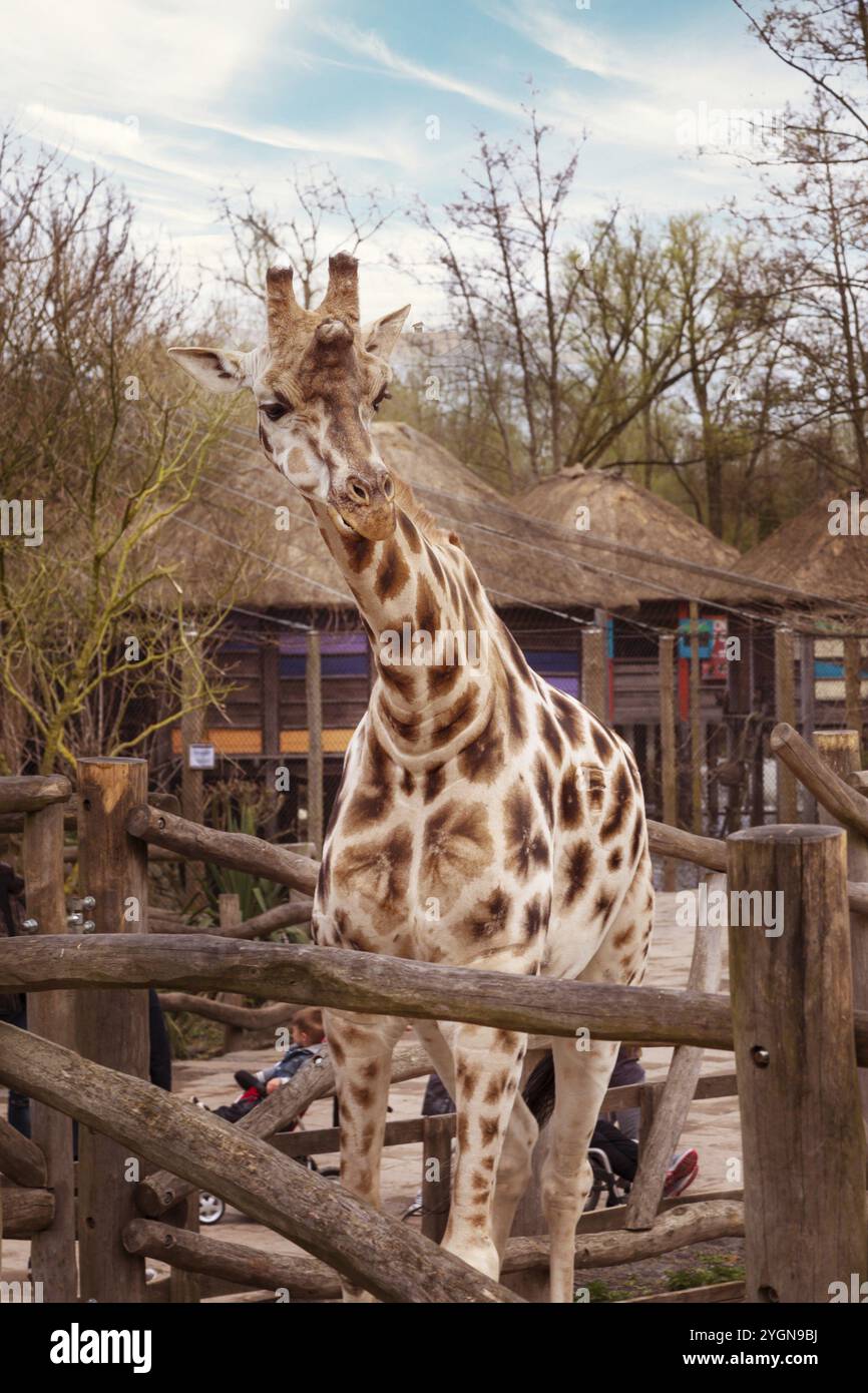 Pairi Daiza, Belgique, 11 avril 2016 : girafe dans le zoo Pairi Daiza et les gens autour, Europe Banque D'Images