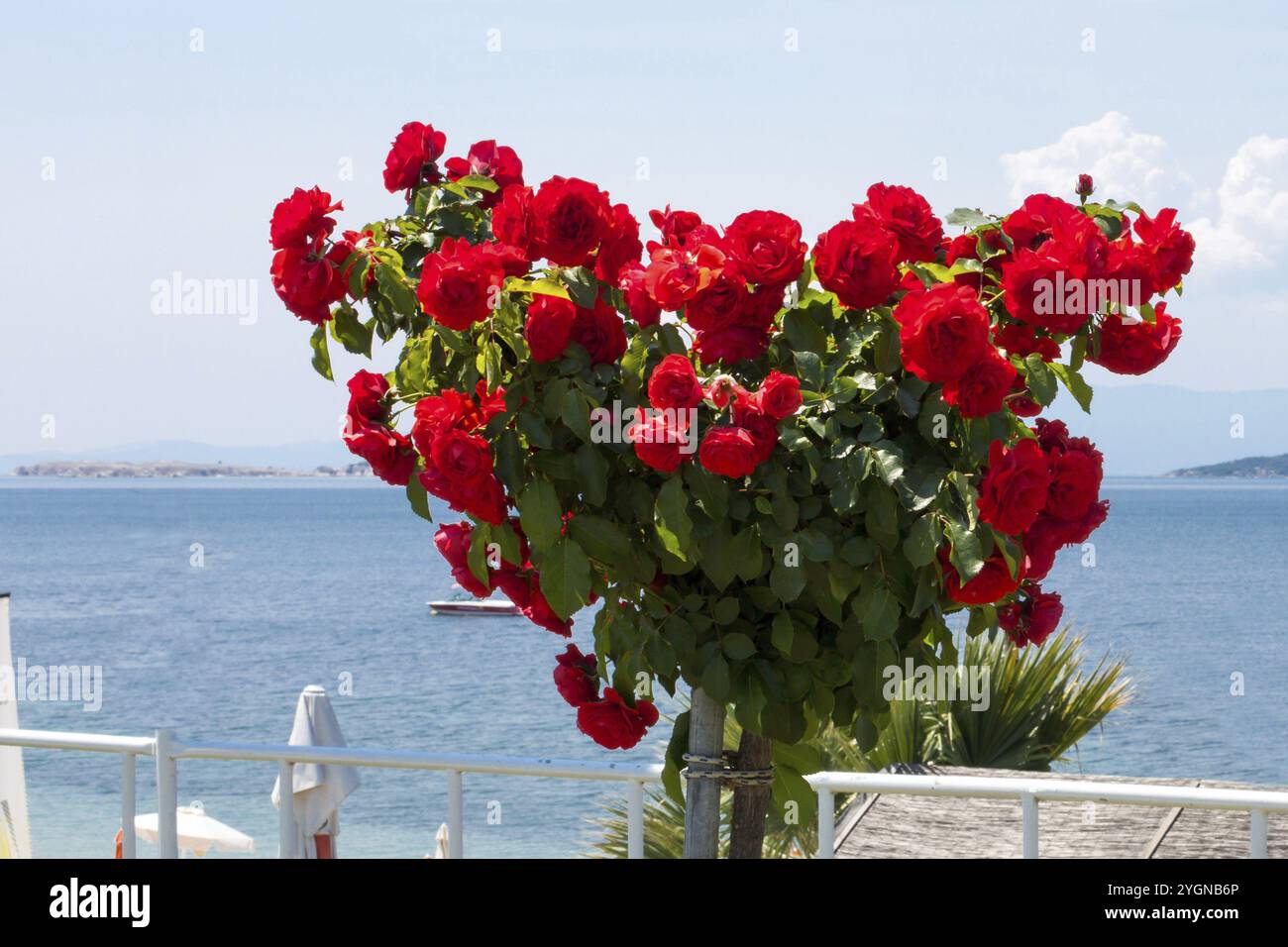 Bush de coeur coloré en forme de belles fleurs roses rouges vibrantes sur le fond bleu de la mer. Voyage vacances photo d'été Banque D'Images