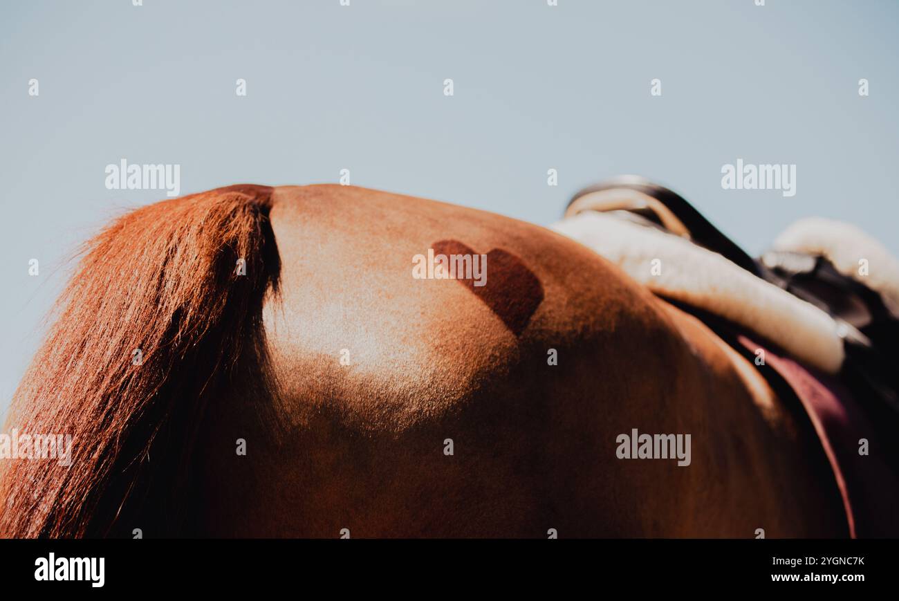 La vue arrière de la croupe d'un cheval, avec un design en forme de coeur rasé dedans. Sur son dos, le cheval porte une selle en cuir et une couverture rose. Le ro Banque D'Images