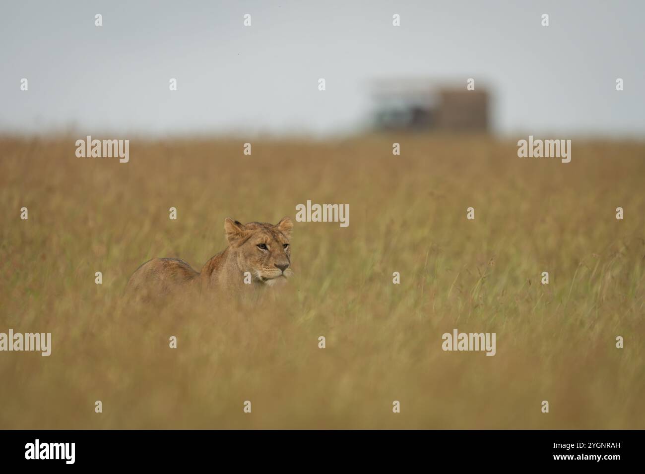 La lionne se tient dans l'herbe longue près de la jeep Banque D'Images