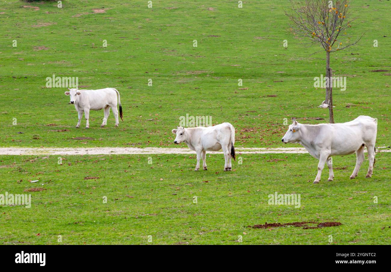 Trois vaches blanches paissent paisiblement dans un pâturage verdoyant, profitant de la tranquillité de la nature par une journée ensoleillée Banque D'Images