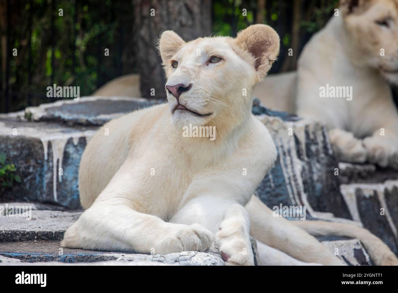 Le lion blanc est une rare mutation de couleur du lion, en particulier le lion d'Afrique australe. Les lions blancs ne sont pas des albinos. Banque D'Images