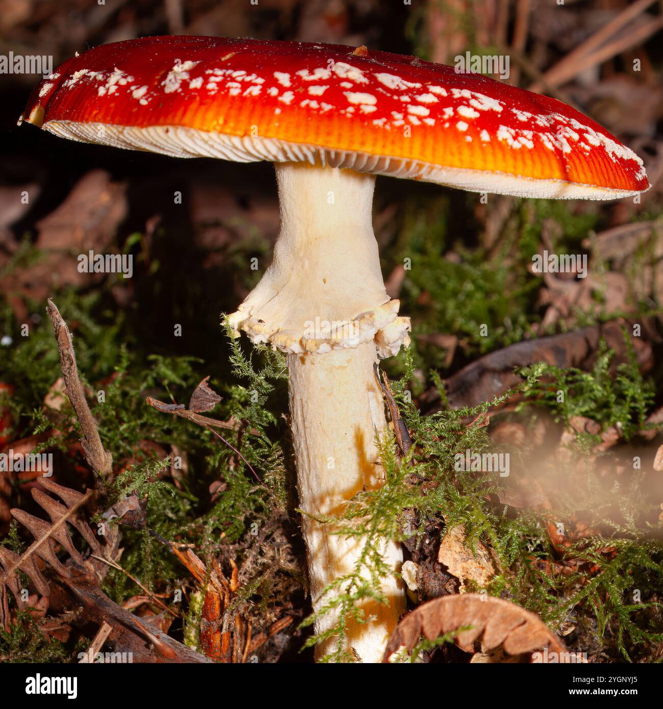 Amanita muscaria, connu sous le nom d'agaric à la mouche ou agaric à la mouche. Un champignon rouge qui pousse au milieu de la mousse. Banque D'Images