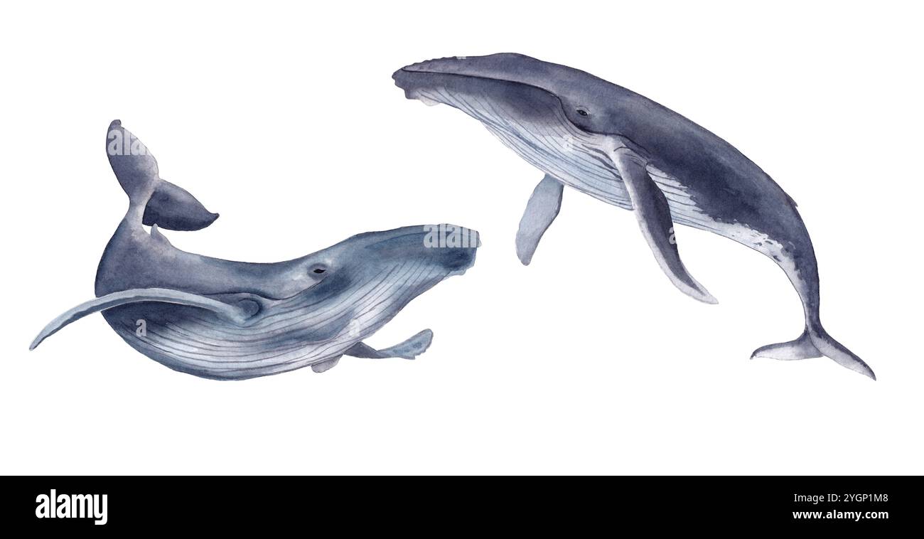Les baleines aquarelles. Illustration dessinée à la main, isolée sur un fond blanc Banque D'Images