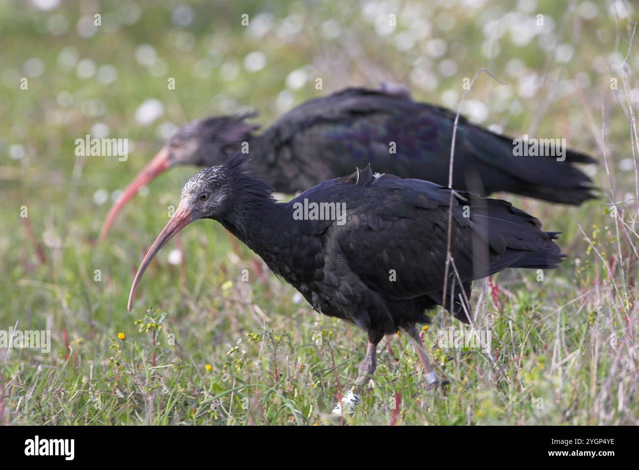 Le sud de l'ibis chauve Geronticus calvus ringed échappé à personne Marais Pera Algarve Portugal Banque D'Images