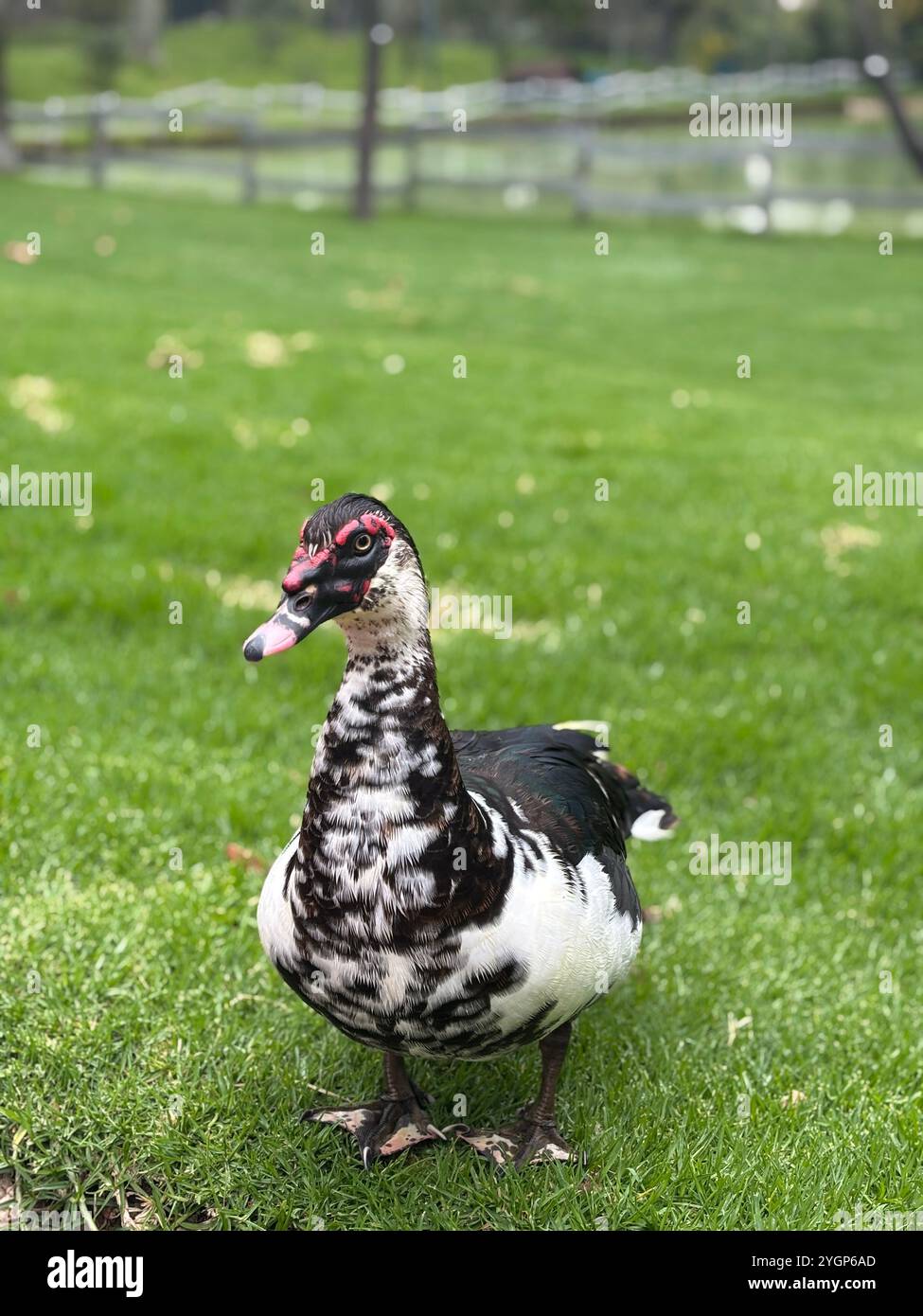 Un canard de Muscovy se relaxant paisiblement au bord du lac dans un parc verdoyant animé Banque D'Images