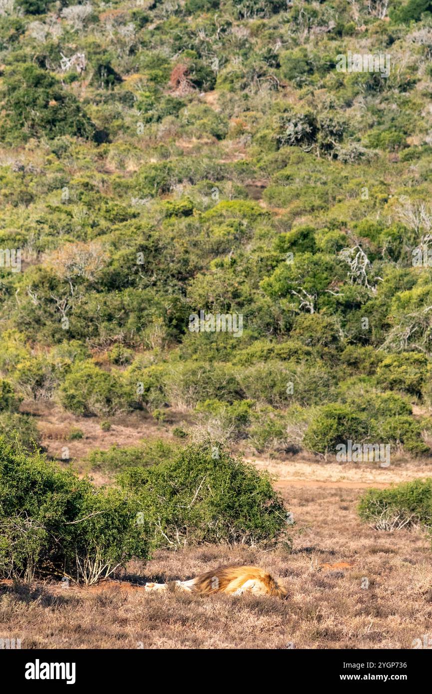 Lion adulte mâle solitaire dormant et reposant dans l'herbe à Schotia Game Reserve, Eastern Cape, Afrique du Sud Banque D'Images