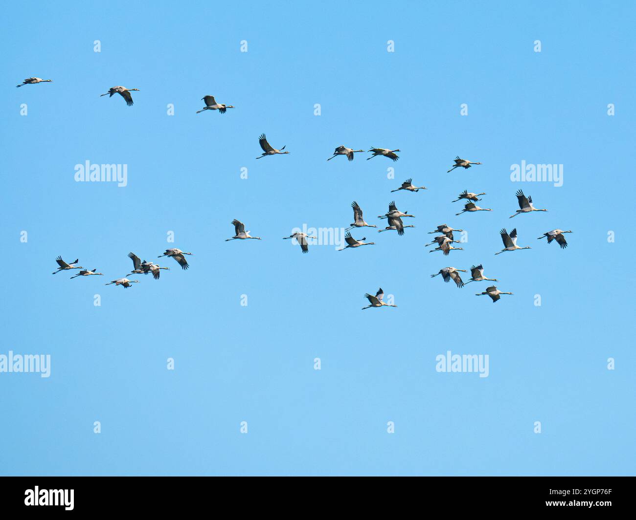 Troupeau de grue commune (Grus grus) en vol à WWT Welney, Norfolk, Angleterre Banque D'Images