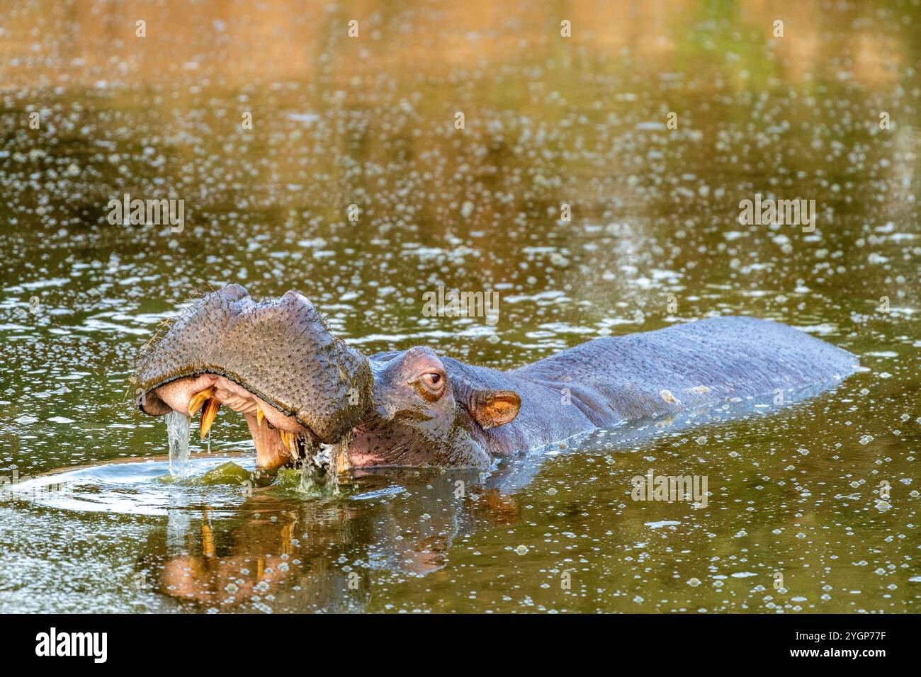 Un grand hippopotame bâillant avec sa bouche ouverte alors qu'il émerge de l'eau dans un trou d'eau à Schotia Game Reserve, Eastern Cape, Afrique du Sud Banque D'Images