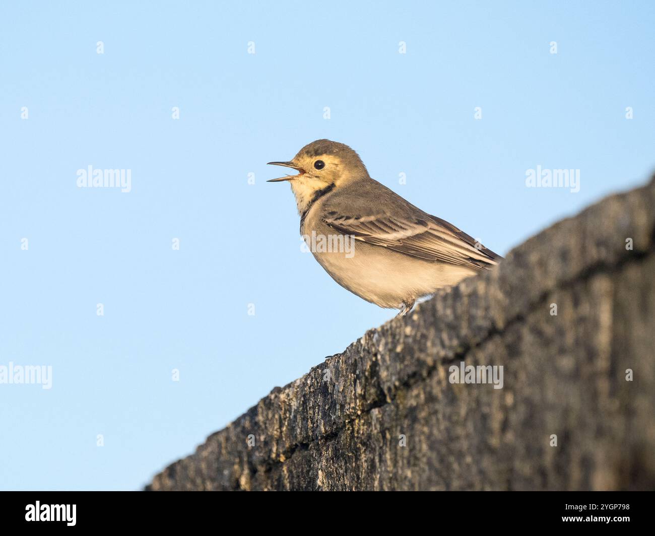 Juvenile White Wagtail (Motacilla alba) Calling, Sumburgh, South Mainland Shetland, Shetland Banque D'Images