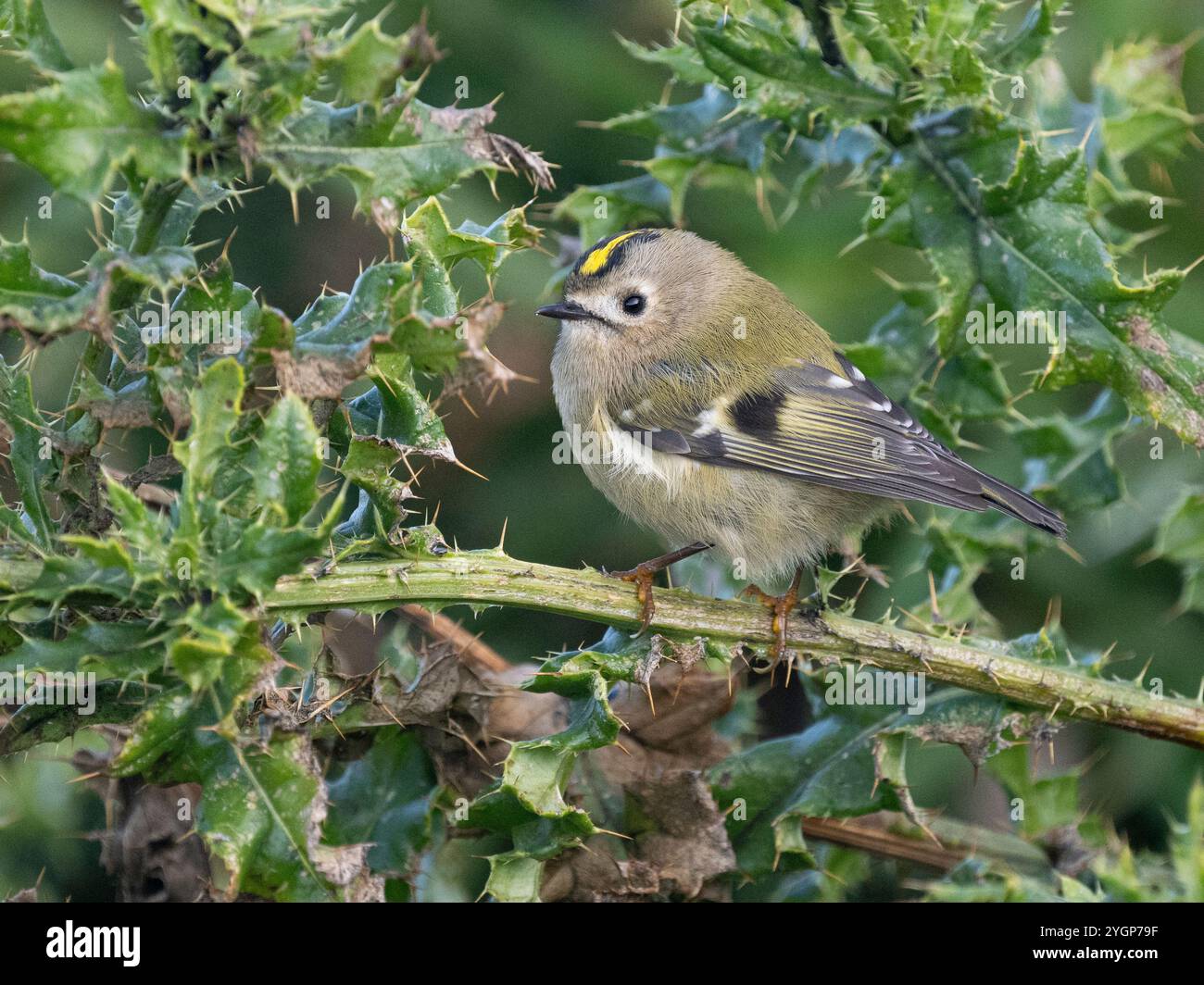 Goldcrest (Regulus regulus), Sumburgh, Mainland Shetland, Shetland Banque D'Images