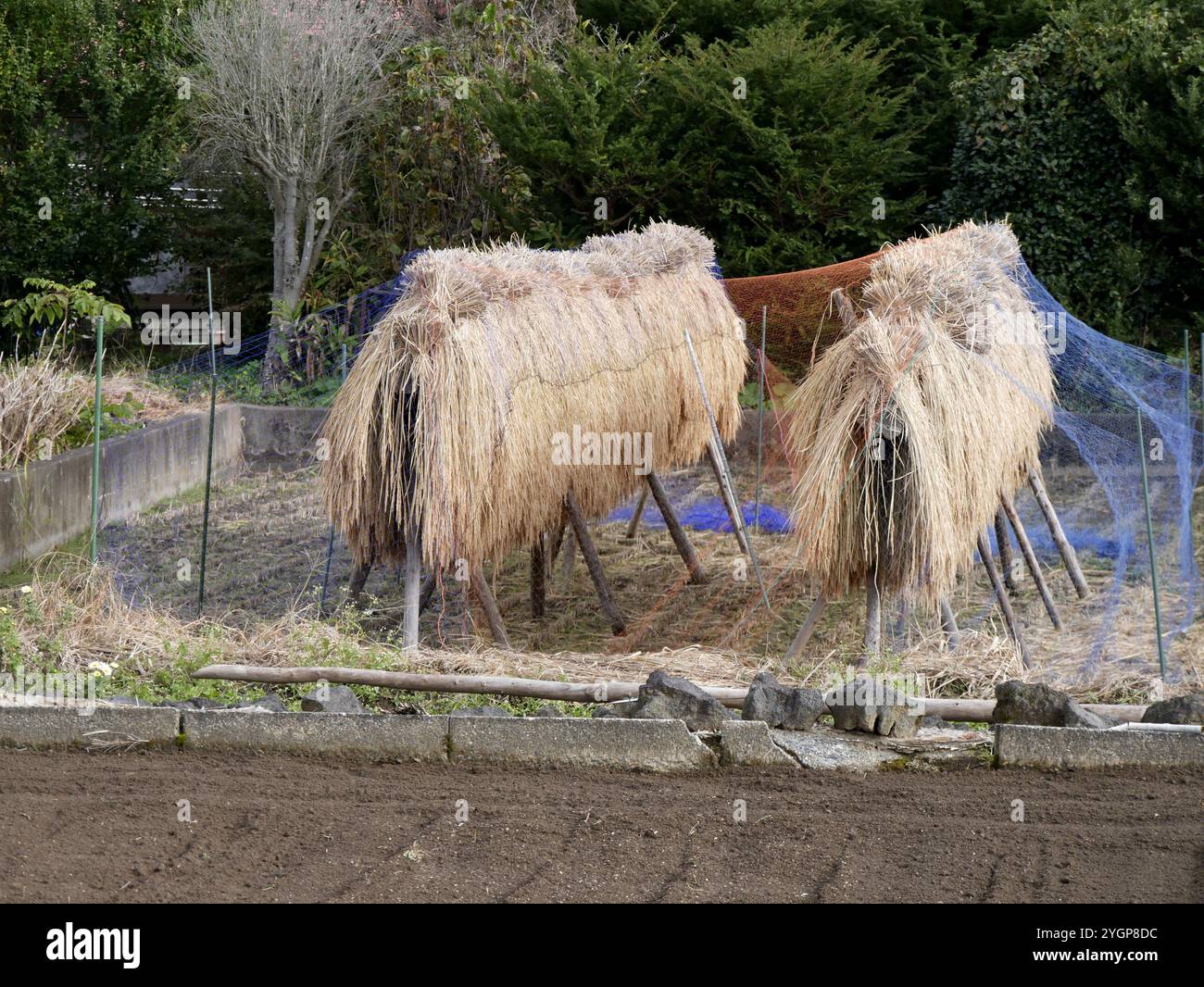 Riz séchant sur grille après récolte en octobre au Japon. Méthode de séchage traditionnelle, agriculture asiatique Banque D'Images
