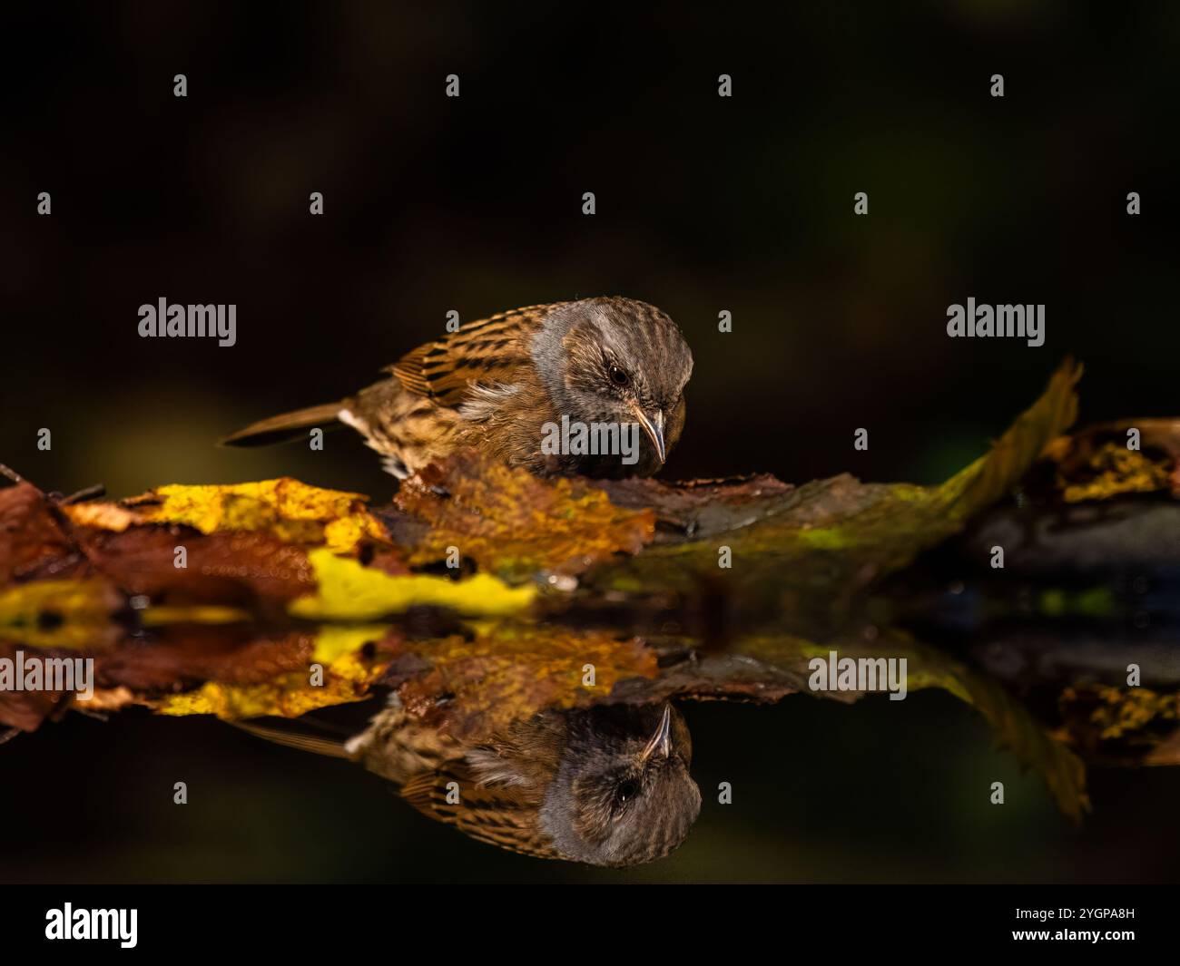 Aberystwyth, Ceredigion, pays de Galles, Royaume-Uni. 08 novembre 2024. Une journée d'automne froide et sans vent au centre du pays de Galles et quelques graines au bout d'une piscine de jardin ont attiré quelques oiseaux à se nourrir. La surface immobile de l'étang offre des reflets presque parfaits des oiseaux comme ils fourrage amongs les feuilles tombées. Crédit : Phil Jones/Alamy Live News Banque D'Images