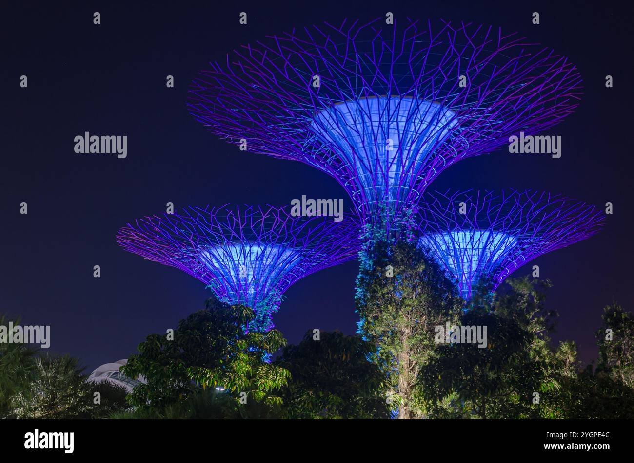 Supertree Grove arbres dans les jardins de la baie Banque D'Images
