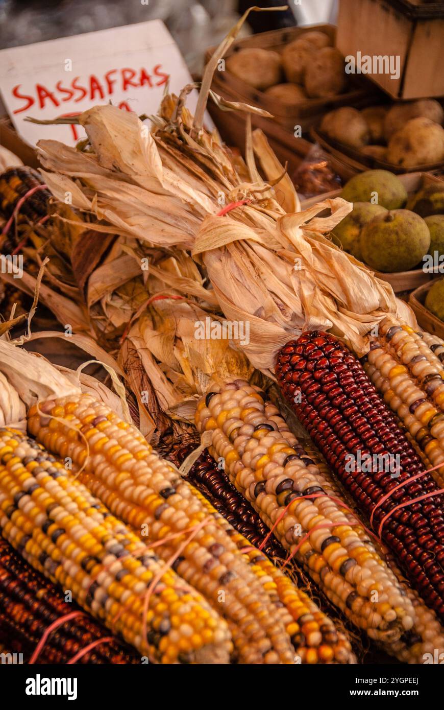 Variétés colorées de maïs hérité affichées sur un marché local en automne Banque D'Images