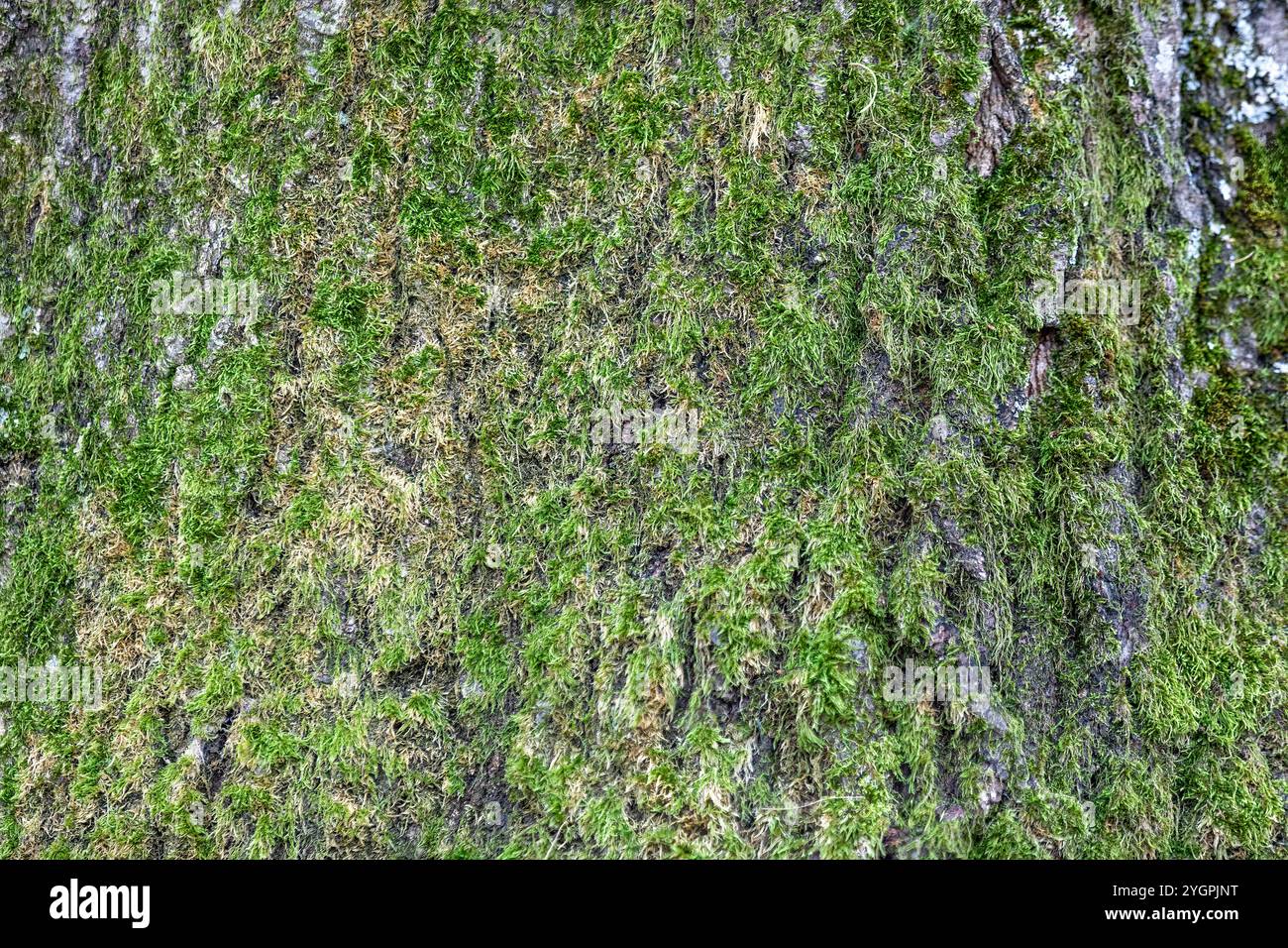 Gros plan de mousse poussant sur un Treestump dans la forêt - nature fond texture Banque D'Images