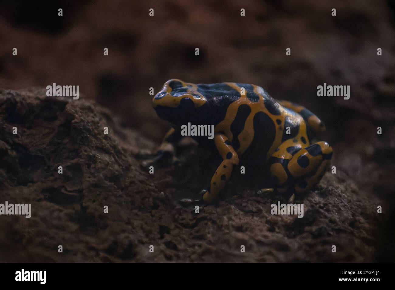 Poison dart frog Banque D'Images