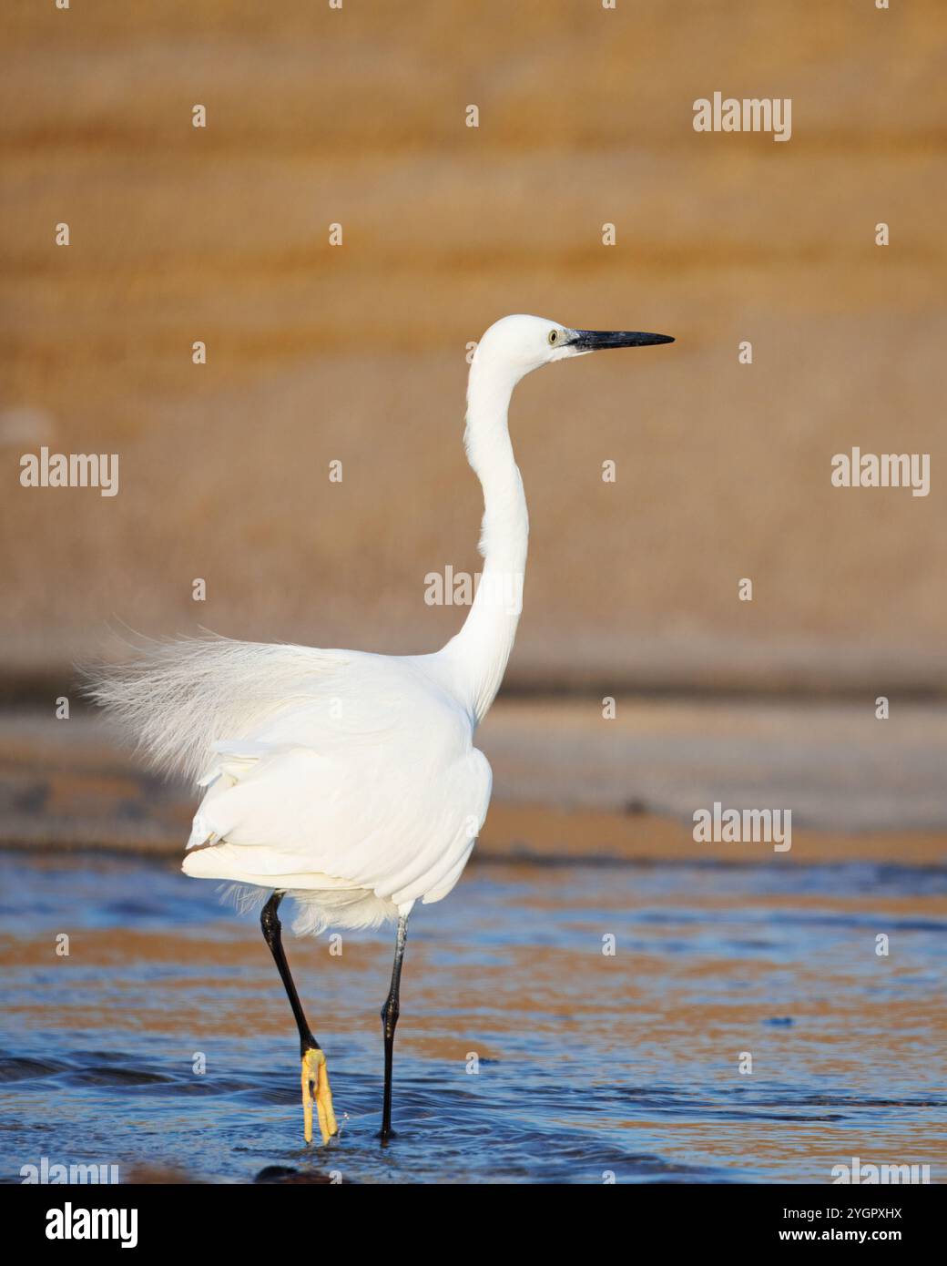 Petite aigrette (Egretta garzetta). Un petit héron blanc à l'embouchure d'un petit ruisseau au Portugal Banque D'Images