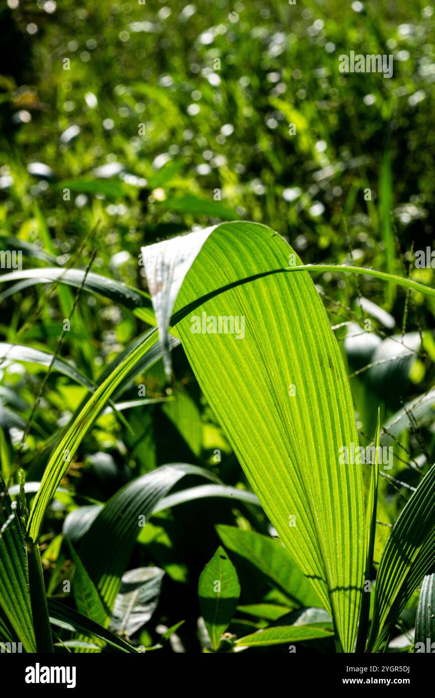 Palmiers ( Curculigo capitulata ) - Kampala Ouganda Banque D'Images