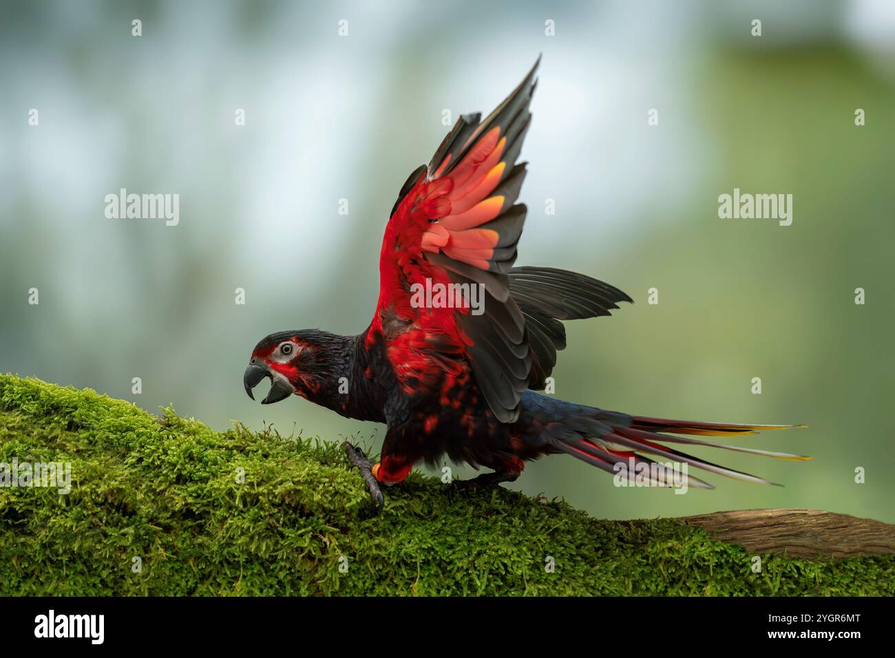 rajah lory ou lory Chalcopsitta atra insignis, la plus jolie sous-espèce du lory noir Banque D'Images