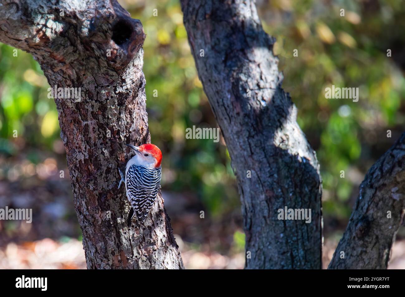 Le pic à ventre rouge s'accroche à un arbre Banque D'Images