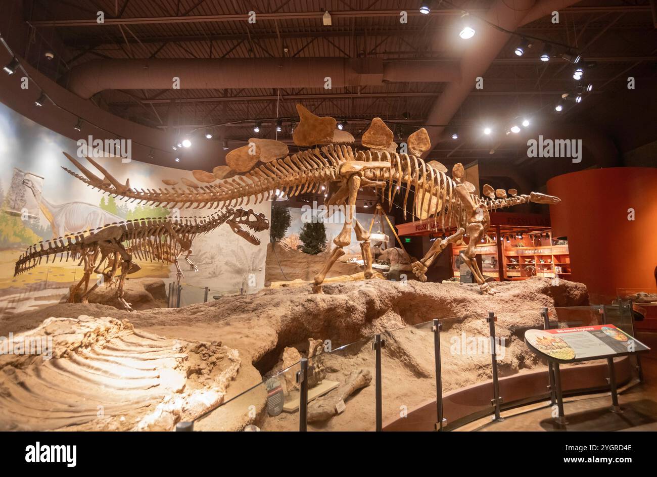 Vernal, Utah - le musée du parc d'État de l'Utah Field House of Natural History présente des modèles de dinosaures, des squelettes, des os et des fossiles. Un Stegosaurus (foreg Banque D'Images