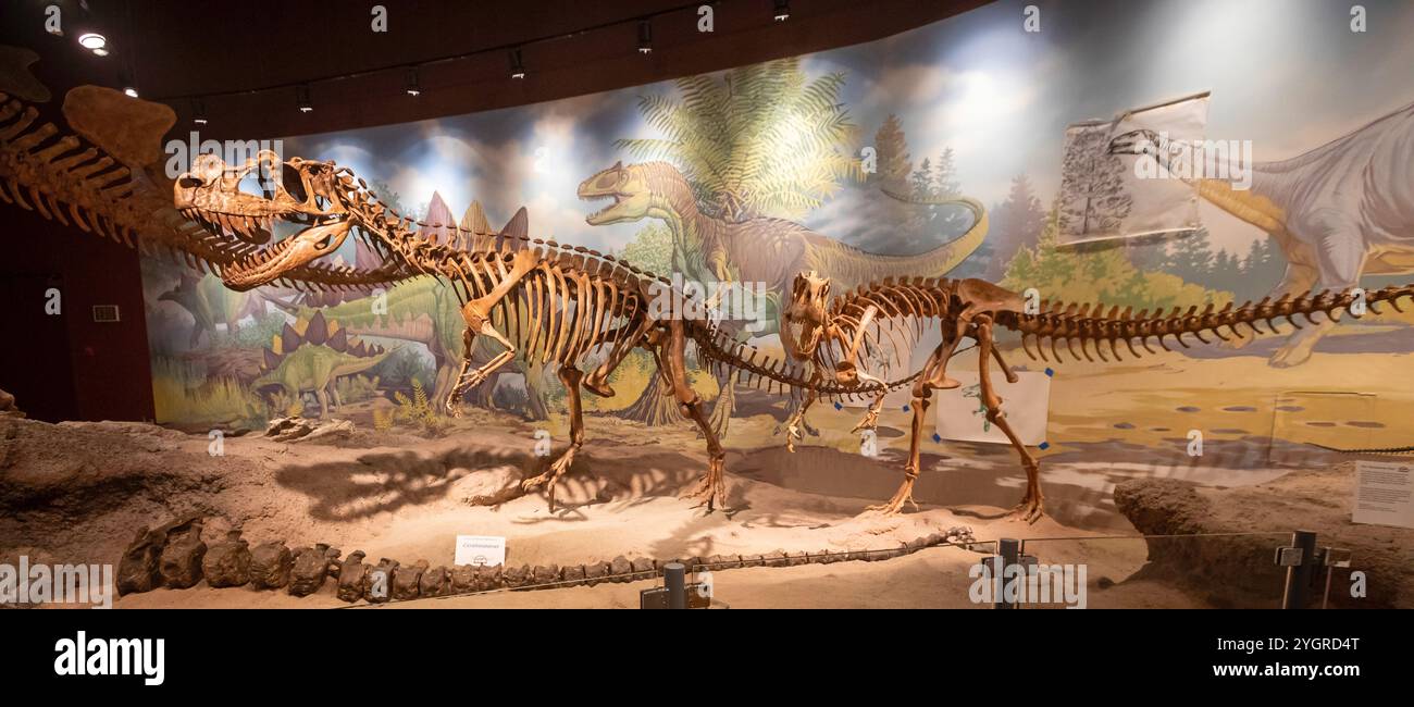 Vernal, Utah - le musée du parc d'État de l'Utah Field House of Natural History présente des modèles de dinosaures, des squelettes, des os et des fossiles. L'Allosaurus, whic Banque D'Images