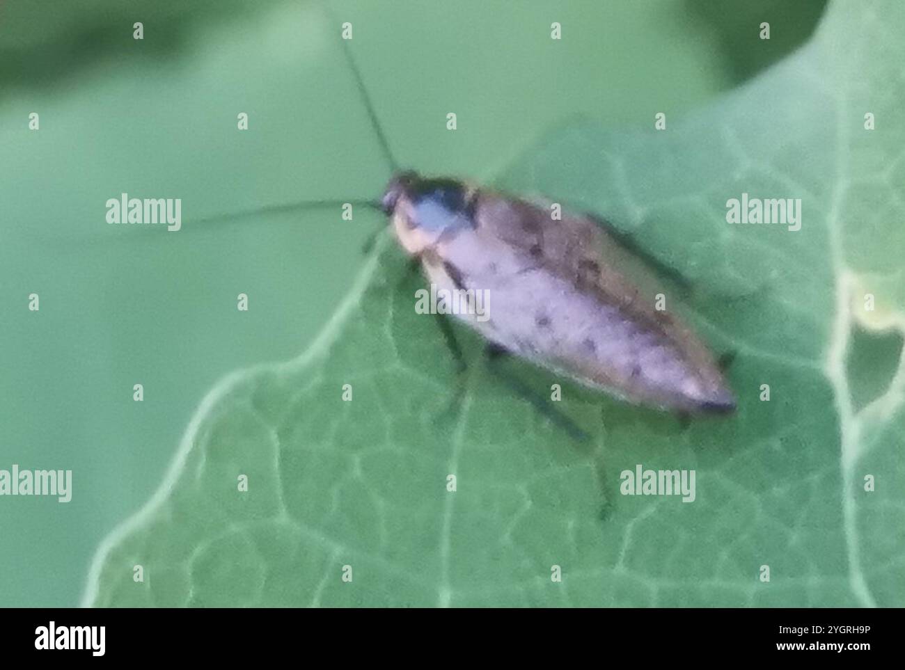 (Ectobius lapponicus cafard sombre) Banque D'Images