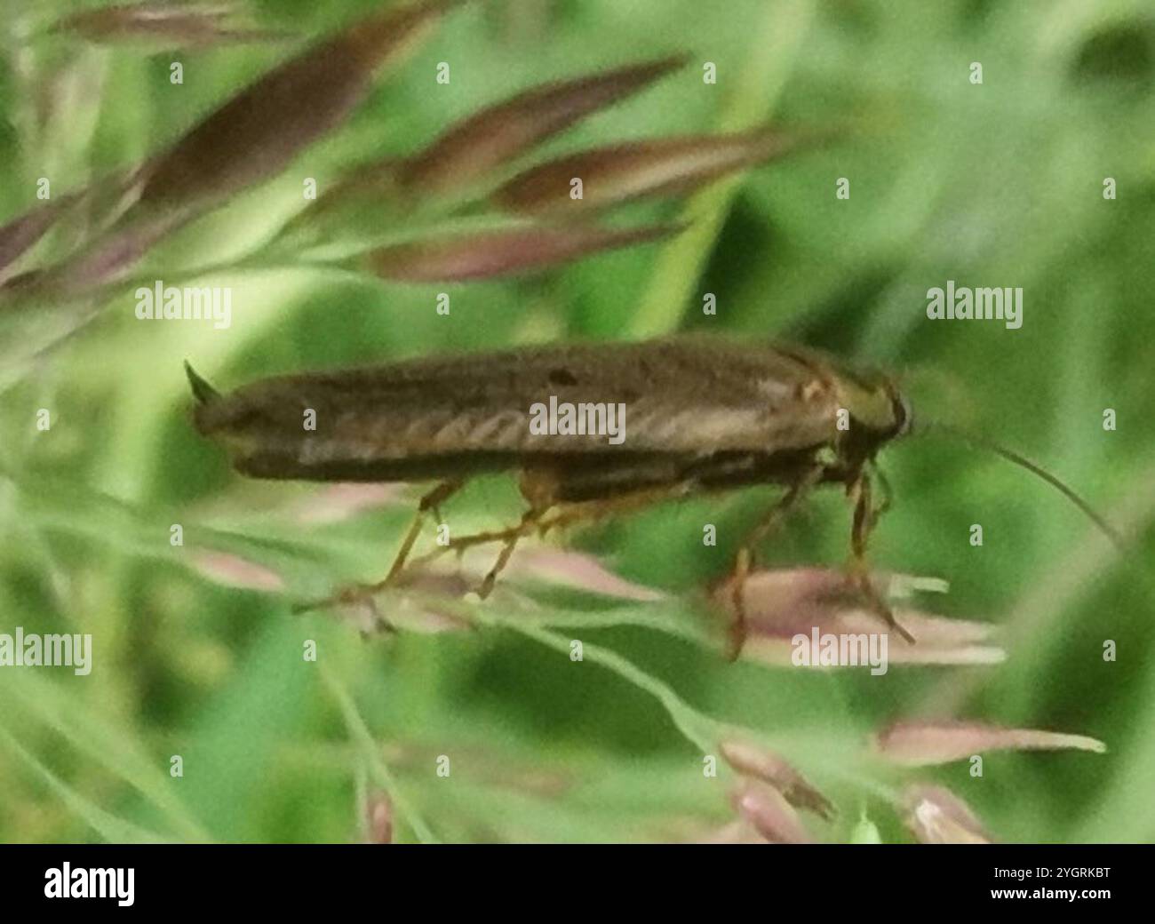 (Ectobius lapponicus cafard sombre) Banque D'Images