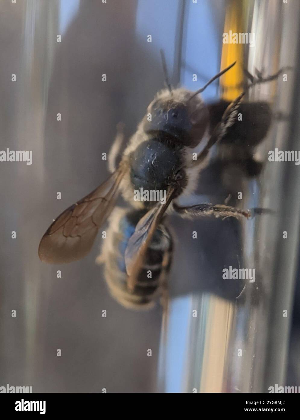Blue Mason Bee (Osmia caerulescens) Banque D'Images