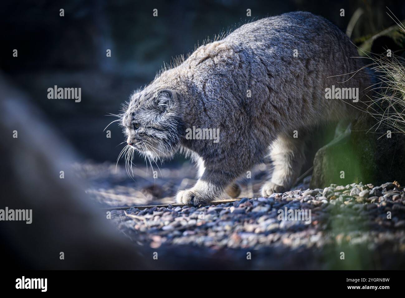 Édimbourg, Royaume-Uni. Jeu 10 octobre 2024. Akiko le chat mâle de Pallas qui a rejoint le zoo d’Édimbourg en octobre 2024. La Royal Zoological Society of Scotland (RZSS) gère le programme d'élevage de l'espèce depuis plus de 15 ans et, au cours de cette période, a contribué à la mise en place du projet mondial de conservation PICA (Pallas's Cat International conservation Alliance) aux côtés des partenaires du projet Nordens Ark et Snow Leopard Trust. Banque D'Images