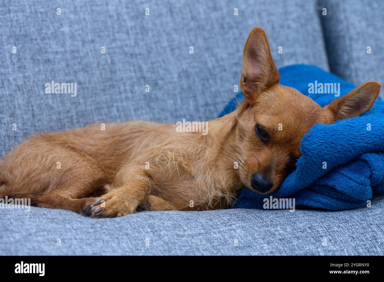 Un petit chien profite d'une sieste paisible tout en reposant sa tête sur une couverture bleue douce sur un canapé gris. Banque D'Images Un petit chien profite d'une sieste paisible tout en reposant sa tête sur une couverture bleue douce sur un canapé gris. Banque D'Images