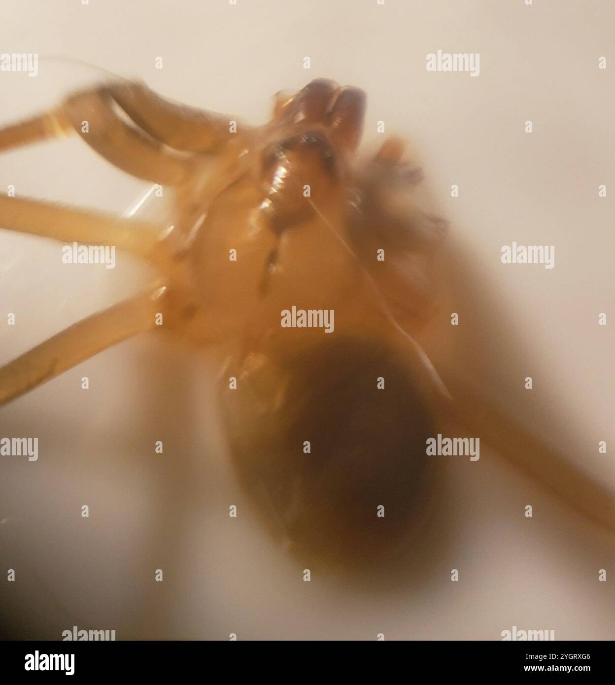 Recluse brune (Loxosceles reclusa) Banque D'Images