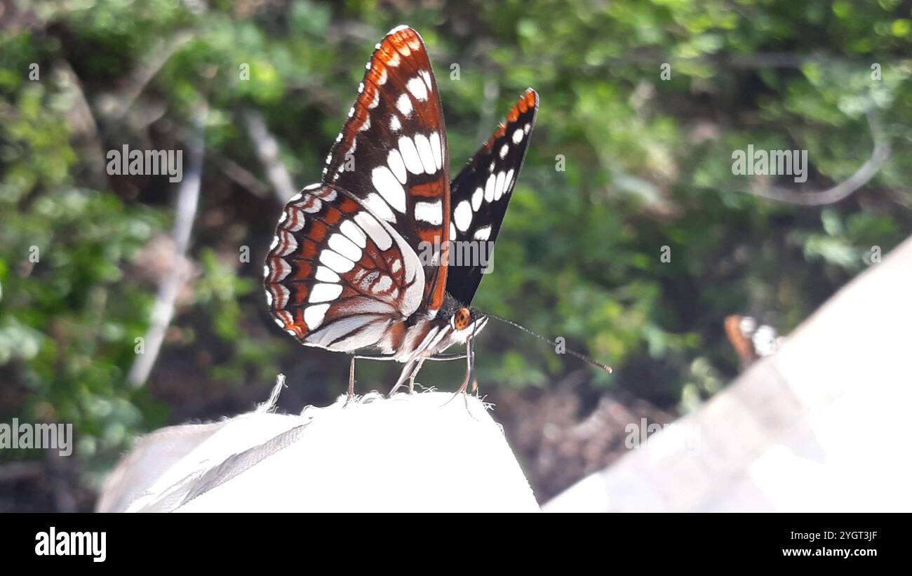 Amiral de Lorquin (Limenitis lorquini) Banque D'Images