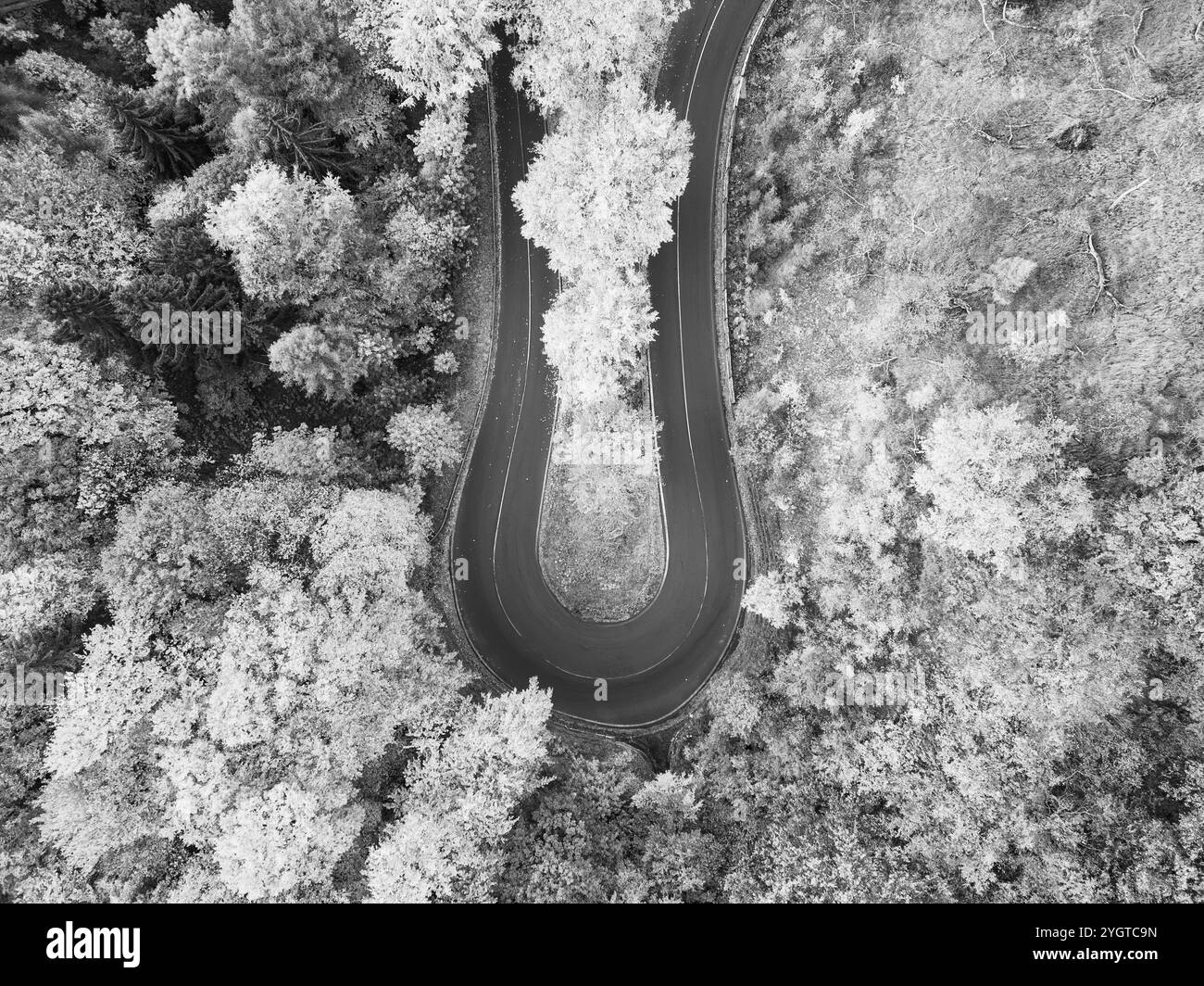 Une route sinueuse pittoresque serpente à travers une forêt d'automne dynamique, présentant un éventail époustouflant d'automne. La scène capture l'essence de la beauté de la saison. Photographie noir et blanc Banque D'Images