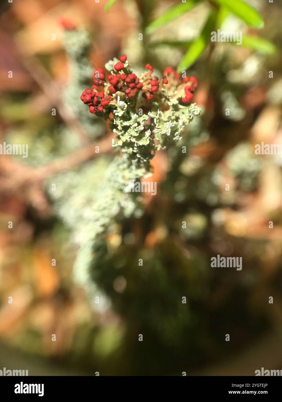 Soldats jouets (Cladonia bellidiflora) Banque D'Images