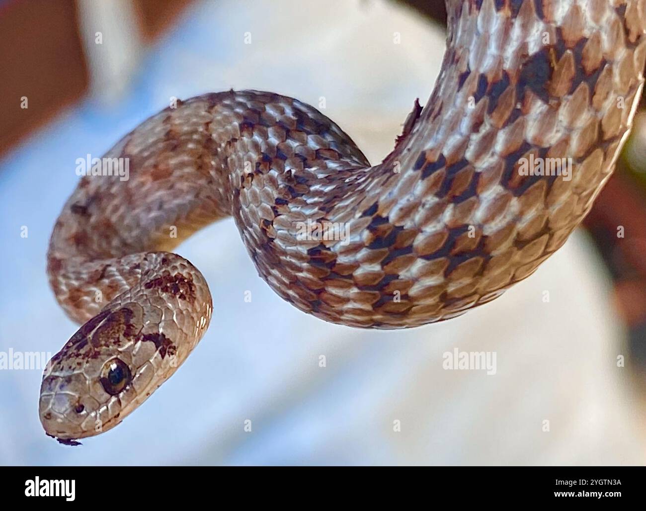 Serpent brun de DeKay (Storeria dekayi) Banque D'Images